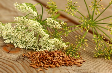 kümmel blüte und samen