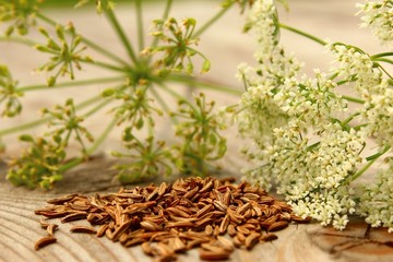 kümmel mit blüte und samen