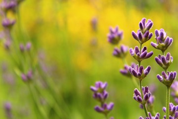 Fototapeta premium lavendel