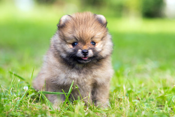 Pomeranian puppy
