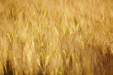 Wheat field