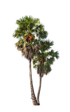 Two borassus flabellifer trees
