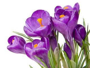 Purple crocus with a white background