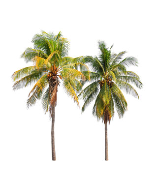 Two coconut palm trees isolated on white background