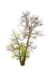 Old and dying tree isolated on white background