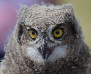 Young African Eagle Owl