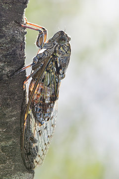 Cicada