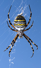 Spider with dew