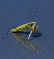 Mantis eating