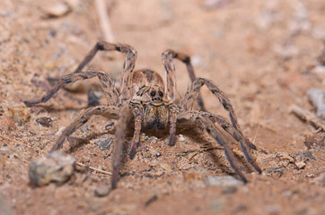 Spider
