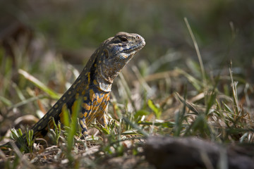 Colored lizard from south Thailand