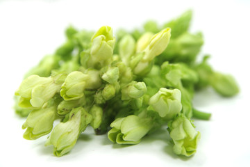 Cowslip flower , Cowslip creeper flower on white background