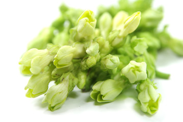 Cowslip flower , Cowslip creeper flower on white background