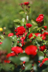 Obraz na płótnie Canvas Roses on rosebush. Natural.