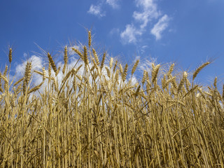 Wheat ears rising to heaven