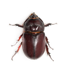 Rhinoceros beetle on a white background. macro