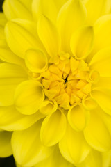 Naklejka na ściany i meble Dalia żółty kwiat