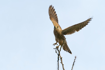 Turmfalke