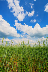 Obraz premium Wheat ears and cloudy sky
