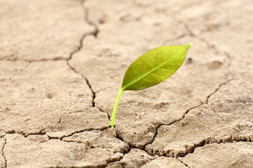 single leaf
