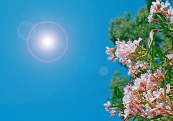 oleanders on a clear day