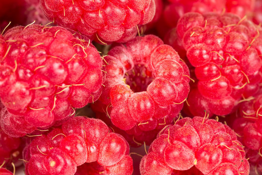 Ripe juicy raspberries.