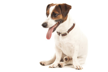 Jack Russell terrier