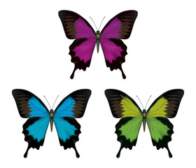 Butterfly detailed illustration