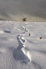 Footprint Trail in Winter Landscape