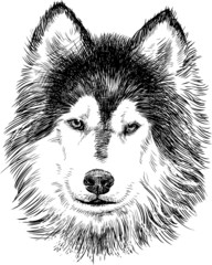 portrait of husky © asmakar