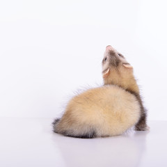 small rodent ferret