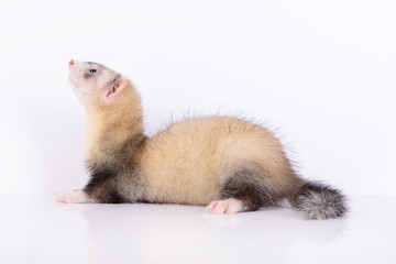 young animal ferret