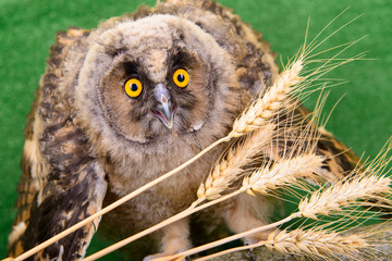 young bird owl