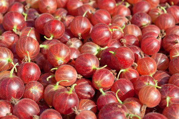 Stachelbeeren - Ribes uva-crispa