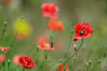 Red Corn Poppy or Papaver rhoeas