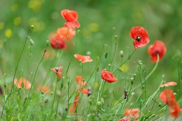Colourful red Flanders or Corn Poppies