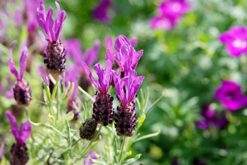 Fototapeta premium Spanish lavender flowers
