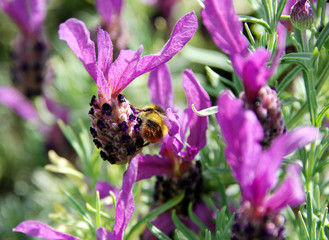 Bee searching for nectar on lavender