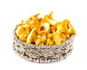 Fresh, raw chanterelles in basket, great harvest
