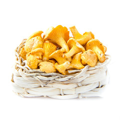 Fresh, raw chanterelles mushrooms  in basket, great harvest