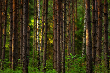 Obraz premium Sunset in the woods