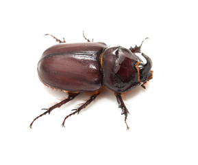Rhinoceros beetle on a white background. macro
