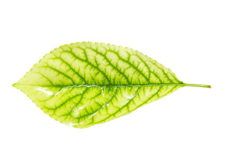 green leaf on a white background. macro