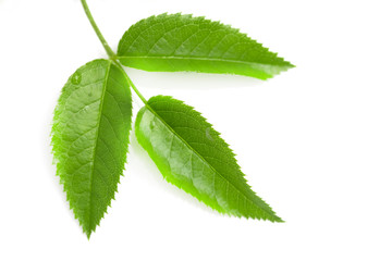 green leaf on a white background. macro