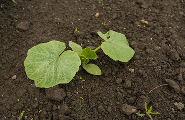 Closeup of a young Cucumber plant in soil