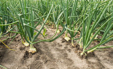 Onion plants in the outdoor horticulture