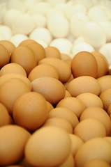 eggs