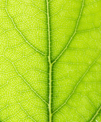 Naklejka na ściany i meble beautiful background of green leaf. macro