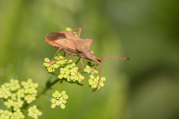 Stink bug on nature. macro