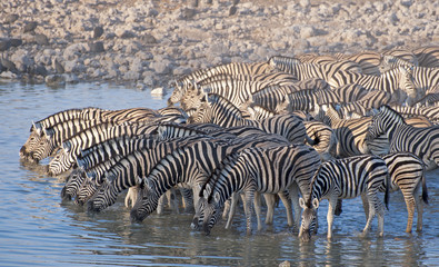 Fototapeta na wymiar Zebra przy wodopoju.